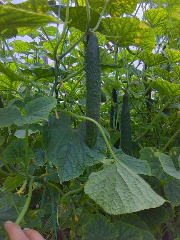 选黄瓜窍门,选择好的黄瓜