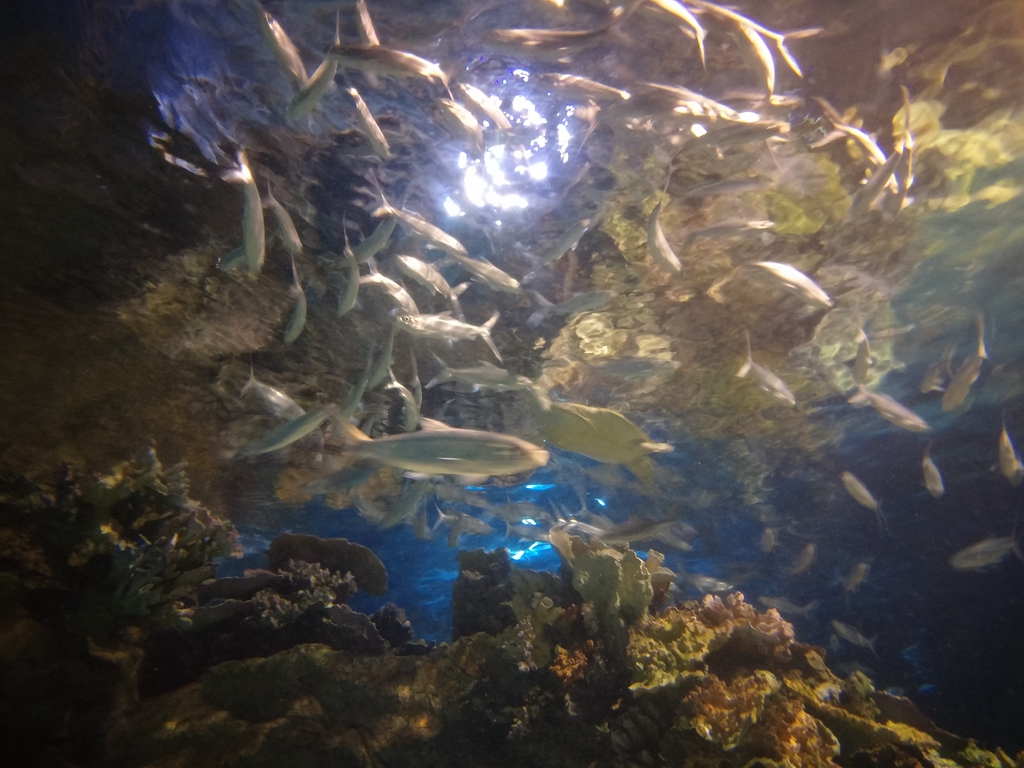 北京南到太平洋海底世界,走进太平洋海底世界视频