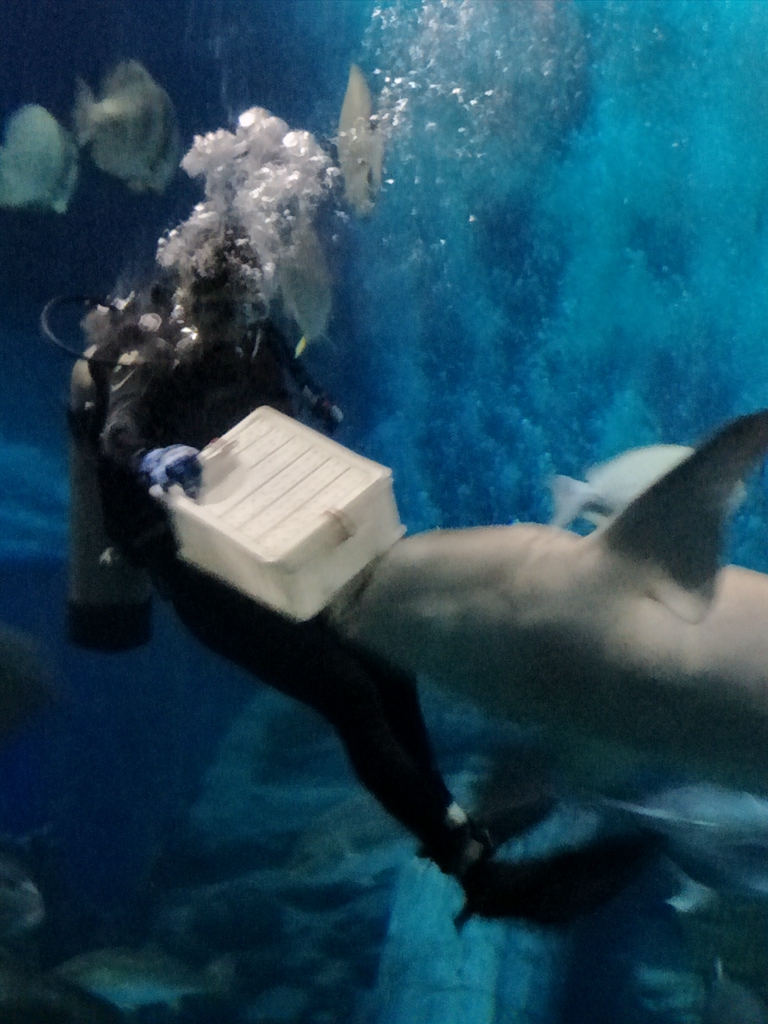 北京南到太平洋海底世界,走进太平洋海底世界视频