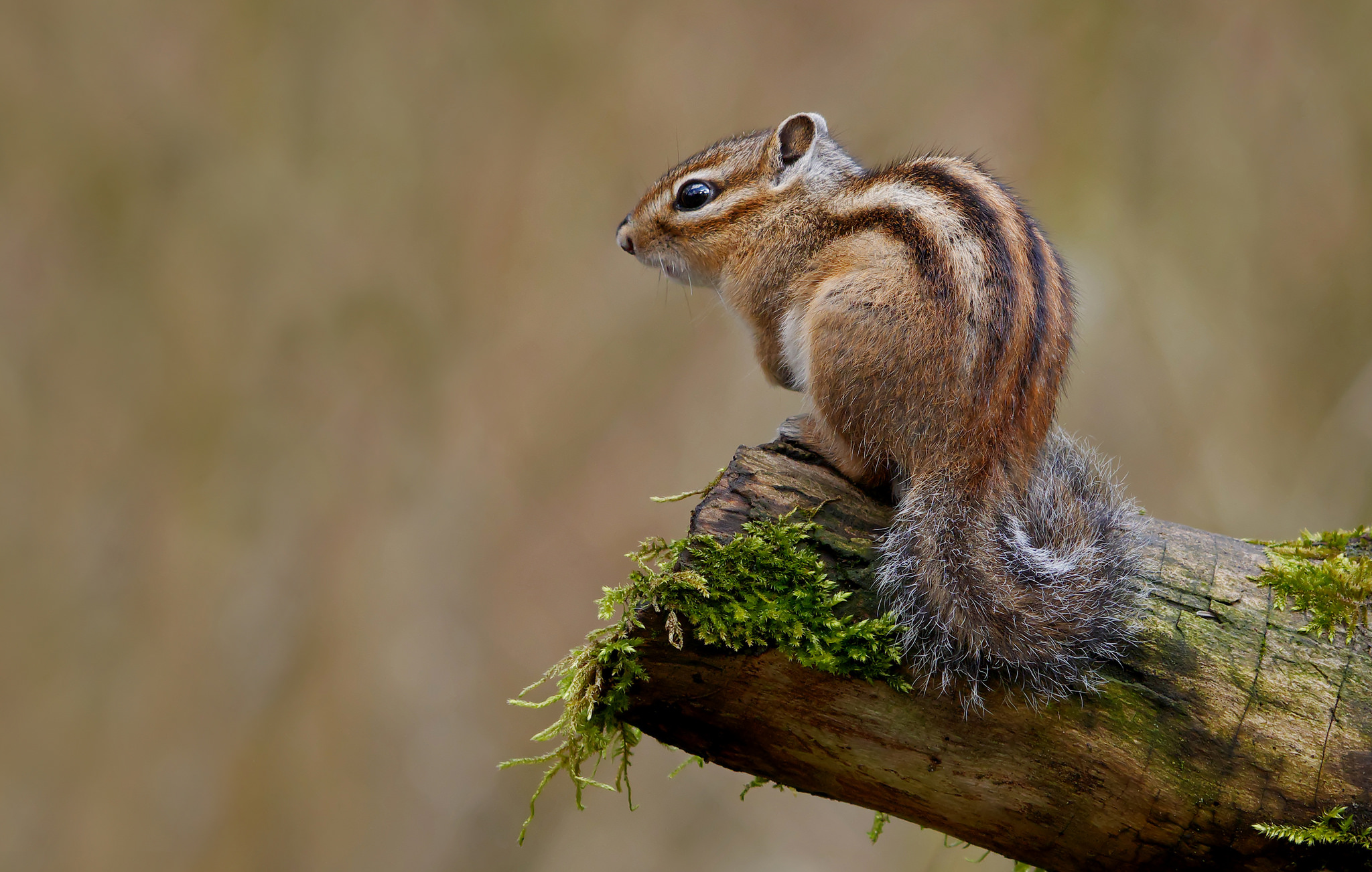 没有磨牙的东西怎么让仓鼠磨牙,有什么可以给仓鼠磨牙的吗