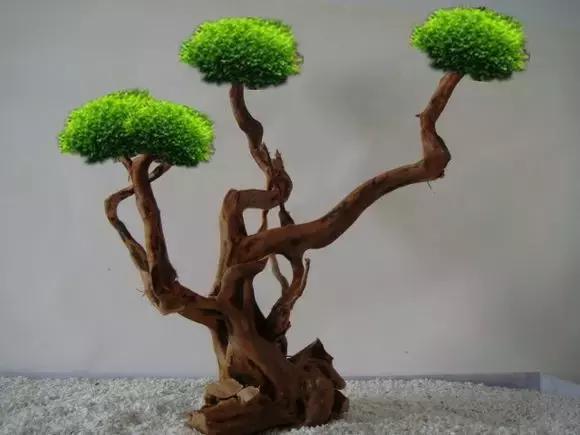 杜鹃根水草缸图片和视频,杜鹃根造景需要素材在哪里