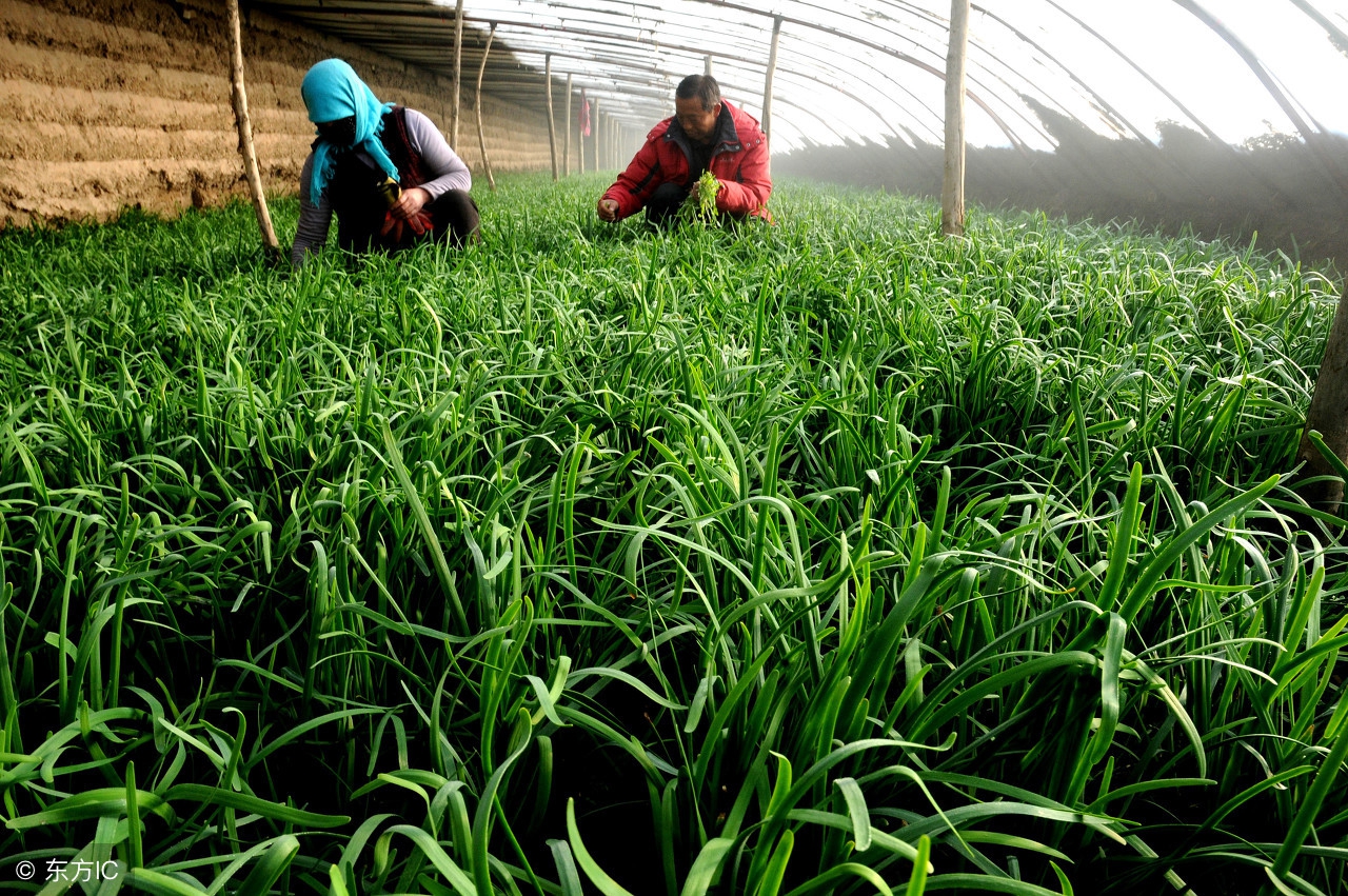 这里的农民都种这种东西好吃赚钱还壮阳