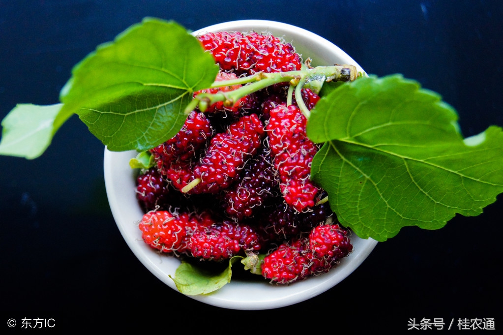 正在成熟的桑果有哪些,桑果熟了来采摘