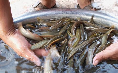 泥鳅养殖前景和现状,泥鳅市场与前景