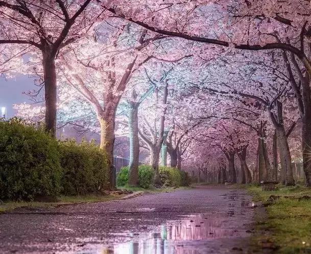 重磅日本签证失效何时恢复,去日本看樱花需要办签证吗