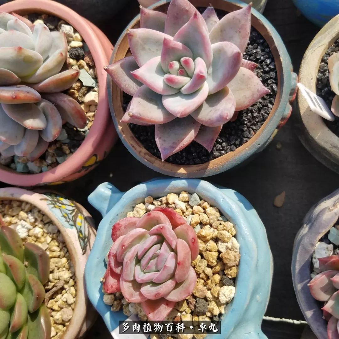 养多肉你遇到的奇葩事,养多肉的男士