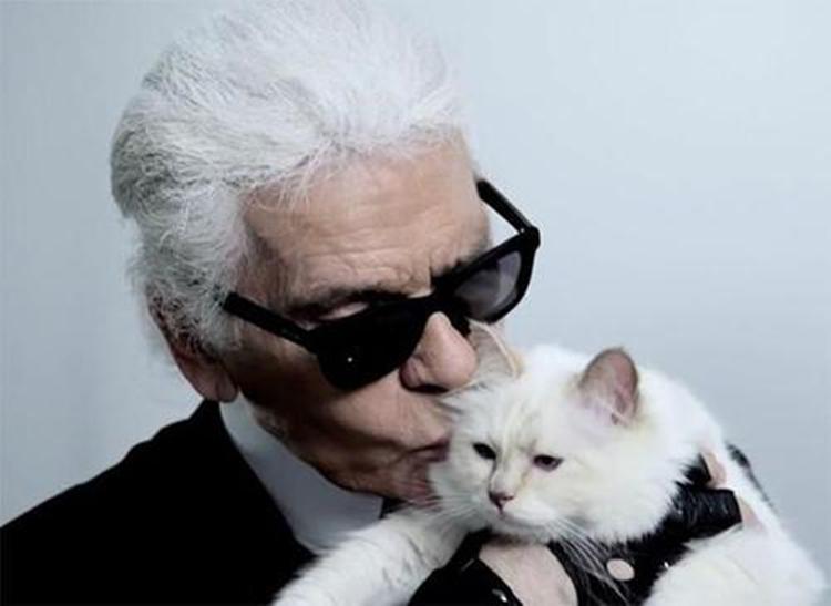 老佛爷家的猫视频,老佛爷养的猫