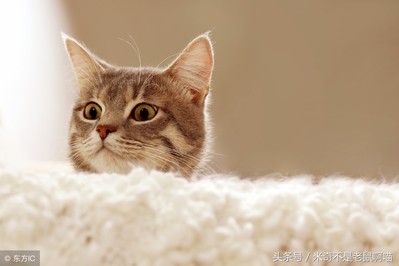 家里有只猫咪又抱了一只怎么相处,抱猫咪怎样才能让猫咪不咬你