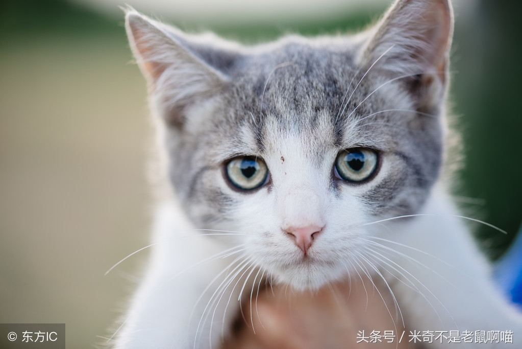 家里有只猫咪又抱了一只怎么相处,抱猫咪怎样才能让猫咪不咬你