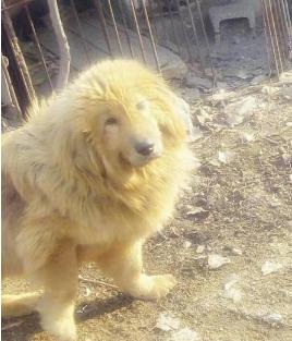 金毛狮王为什么那么多钱,二百元买的金毛