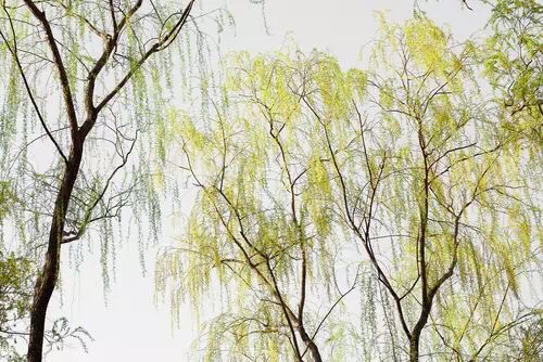 咏柳千古名句是什么,咏柳古诗对人们的启示与感悟