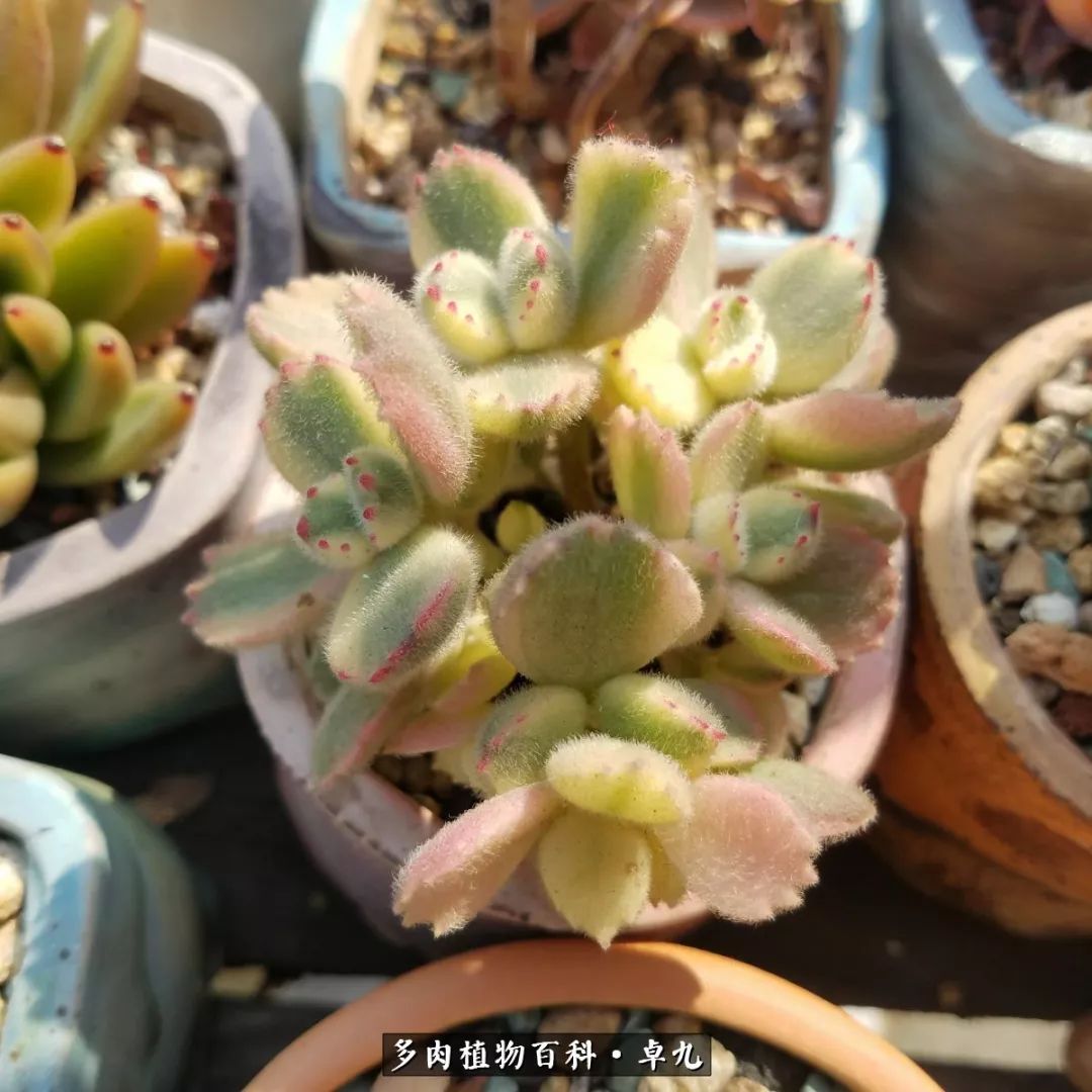 养多肉你遇到的奇葩事,养多肉的男士