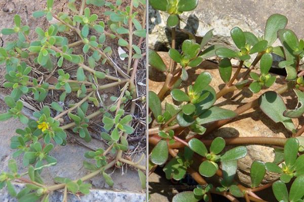 农村常见100种野花图片及名称,农村常见的50种野花名字