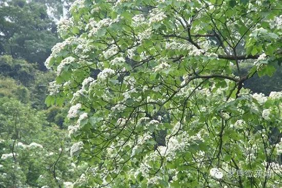 家具涂料种类大全,家具的秘密有哪些