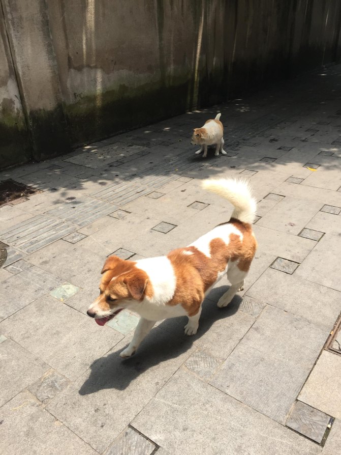 鼓浪屿自驾游全攻略,厦门鼓浪屿登岛全攻略