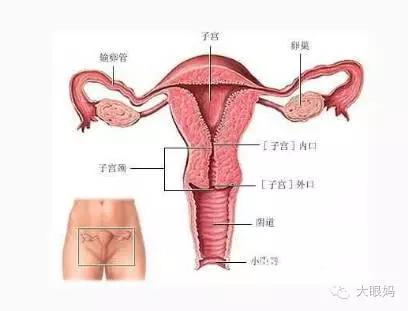 当心别让头号致残性疾病盯上你,哪类人容易感染宫颈病