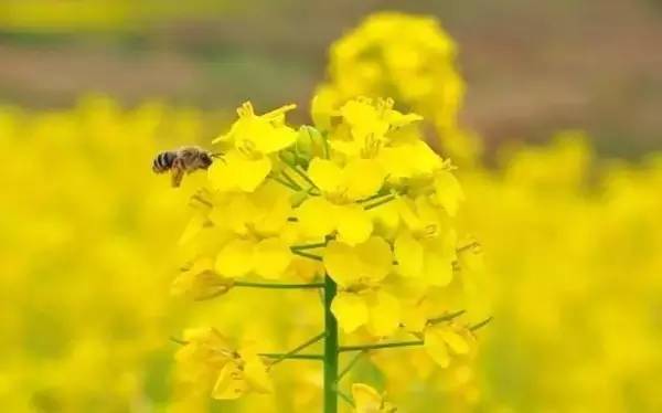沈阳长白岛油菜花好去处,沈阳北陵区油菜花海
