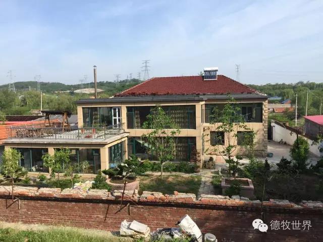 原创丽峰犬舍-VA11小杜的母亲在这里出生