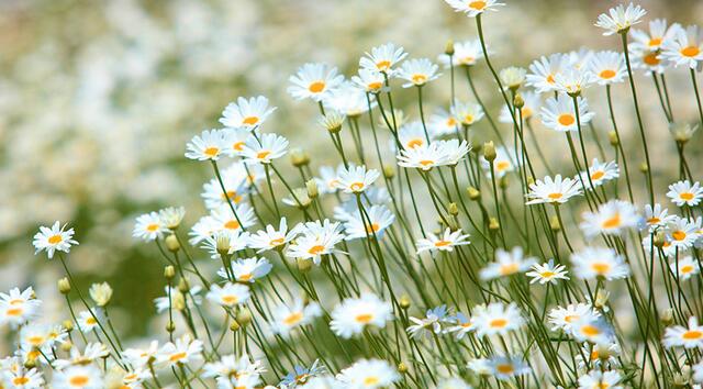 什么草驱蚊虫效果好,罗勒草有驱蚊虫的作用吗