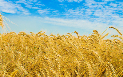 桃太郎是不是西瓜太郎,桃太郎西瓜太郎的动画片