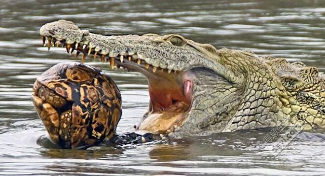 武汉抓小龙虾,用一次性手套吃小龙虾