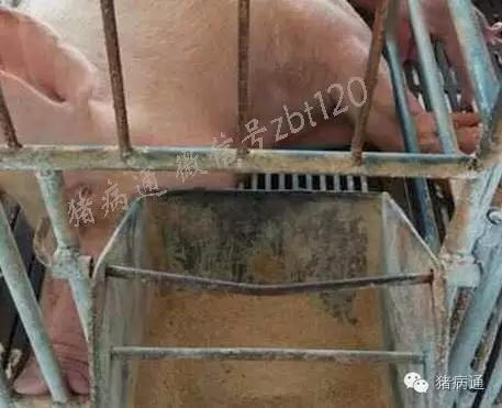 猪总睡在猪屎上什么原因,猪会拉狗屎吗原视频