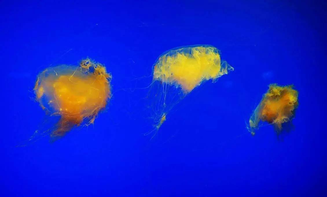 海洋世界里的水母,海洋世界公主