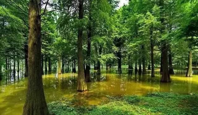 植树节去蚂蚁森林,植树节到