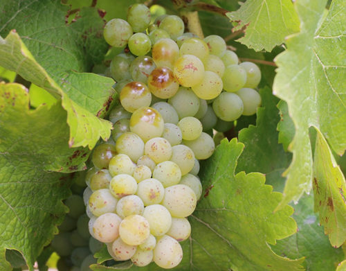 白葡萄品种入门级指南,白葡萄哪个品种好吃