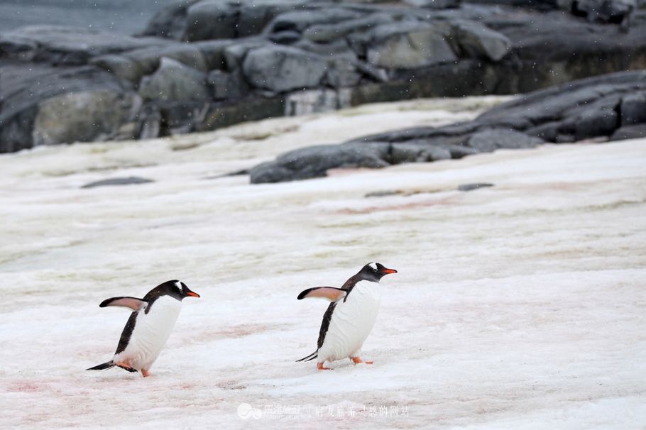 南极靠着什么大洋,南极无数人梦寐以求的终极目的地