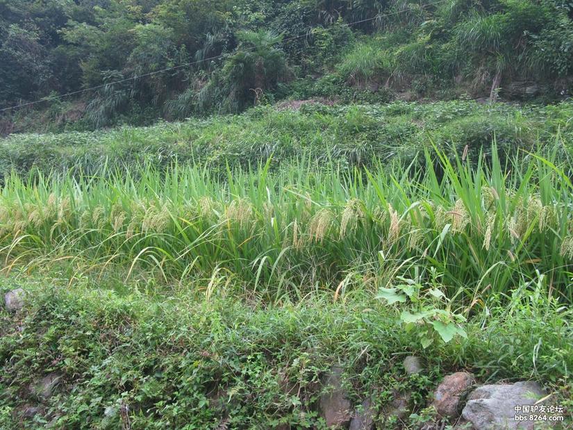 翡翠谷风景介绍,翡翠谷风景区