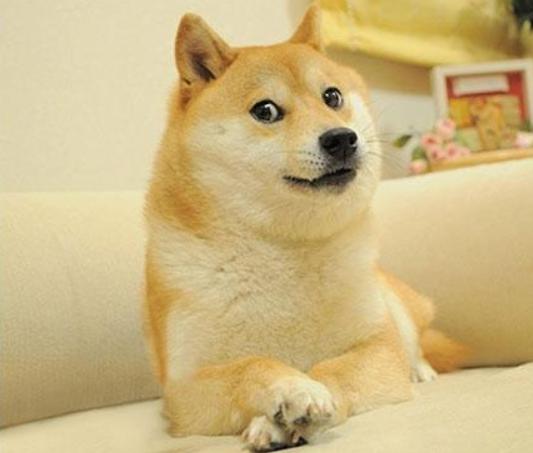 狗狗喜欢咬鞋子怎么办,狗狗喜欢咬东西怎么办