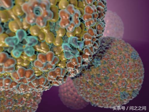 hsv病毒和疱疹的区别是什么,单纯疱疹病毒hsv1是什么