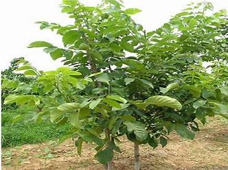 春天农村大集现在都卖什么生意好,今年农村适合做什么小买卖