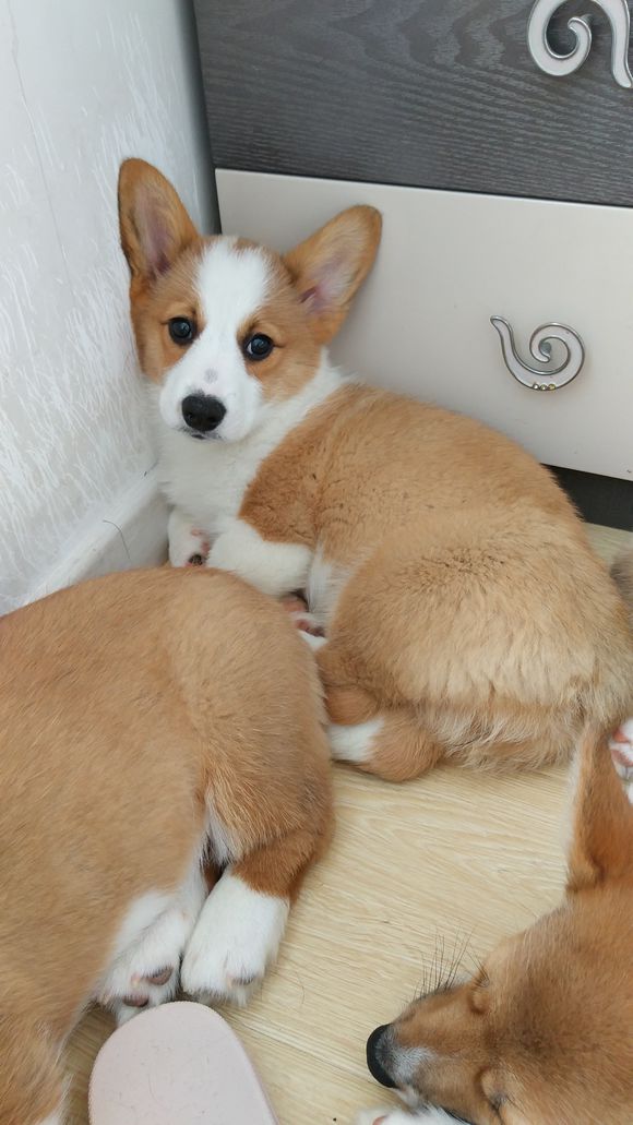 柯基怀孕2月生了5只小奶狗，主人一只没送，网友：一看就是土豪！