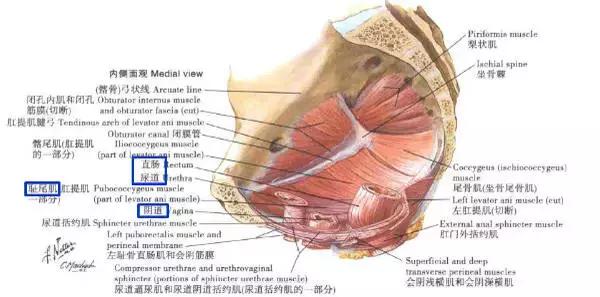 没对着人骨熬过夜，都不好意思说自己学过解剖学