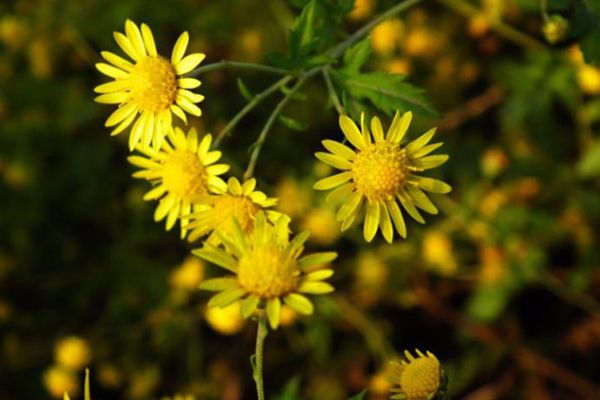 农村常见100种野花图片及名称,农村常见的50种野花名字