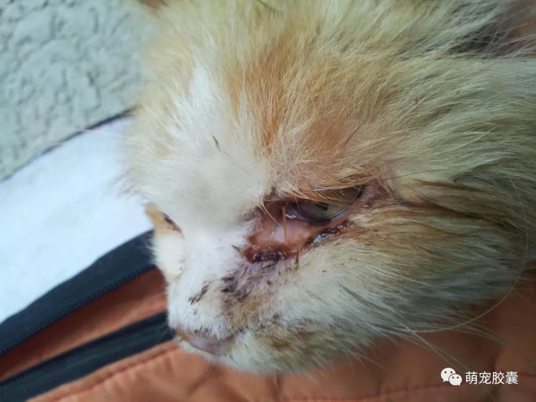 【V-case】猫反复性口炎病例