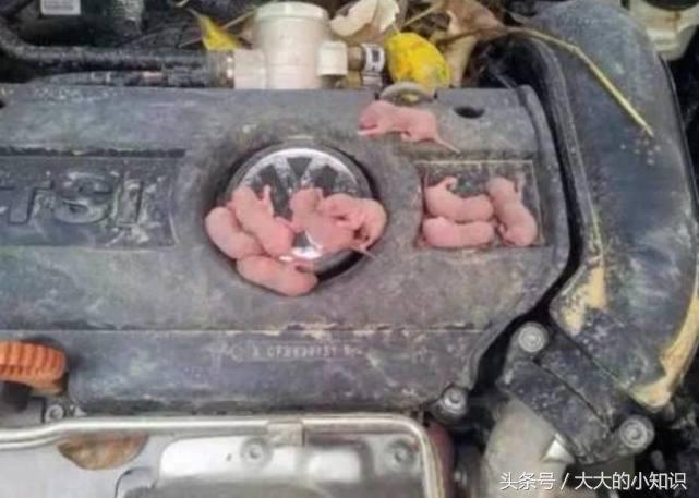 如何去除汽车内发霉异味,汽车内动物腐烂气味怎么去除