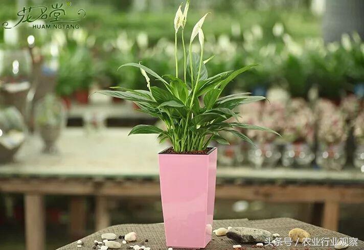 卖盆景一年挣多少钱,没有商业头脑的男人