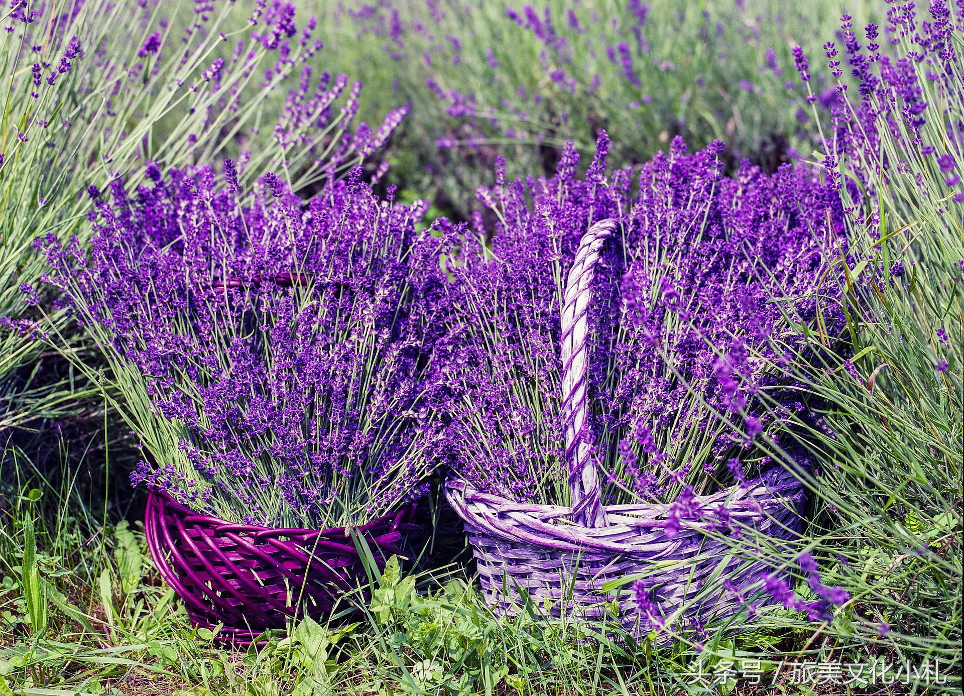 薰衣草花语代表爱情,衣草的花语是等待幸福