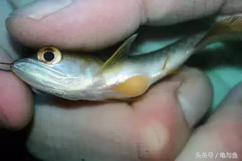 过背金龙鱼成长记录,过背金龙鱼1个月能长多少