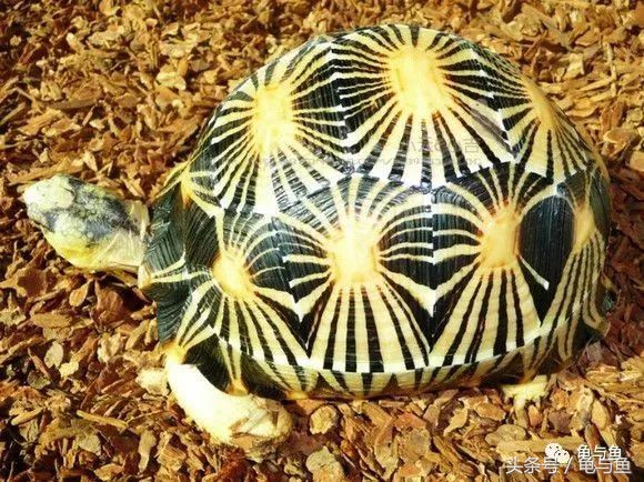 陆龟新手入门教程视频,陆龟蒙诗全集