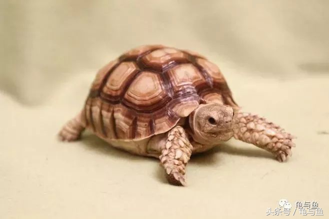 陆龟新手入门教程视频,陆龟蒙诗全集