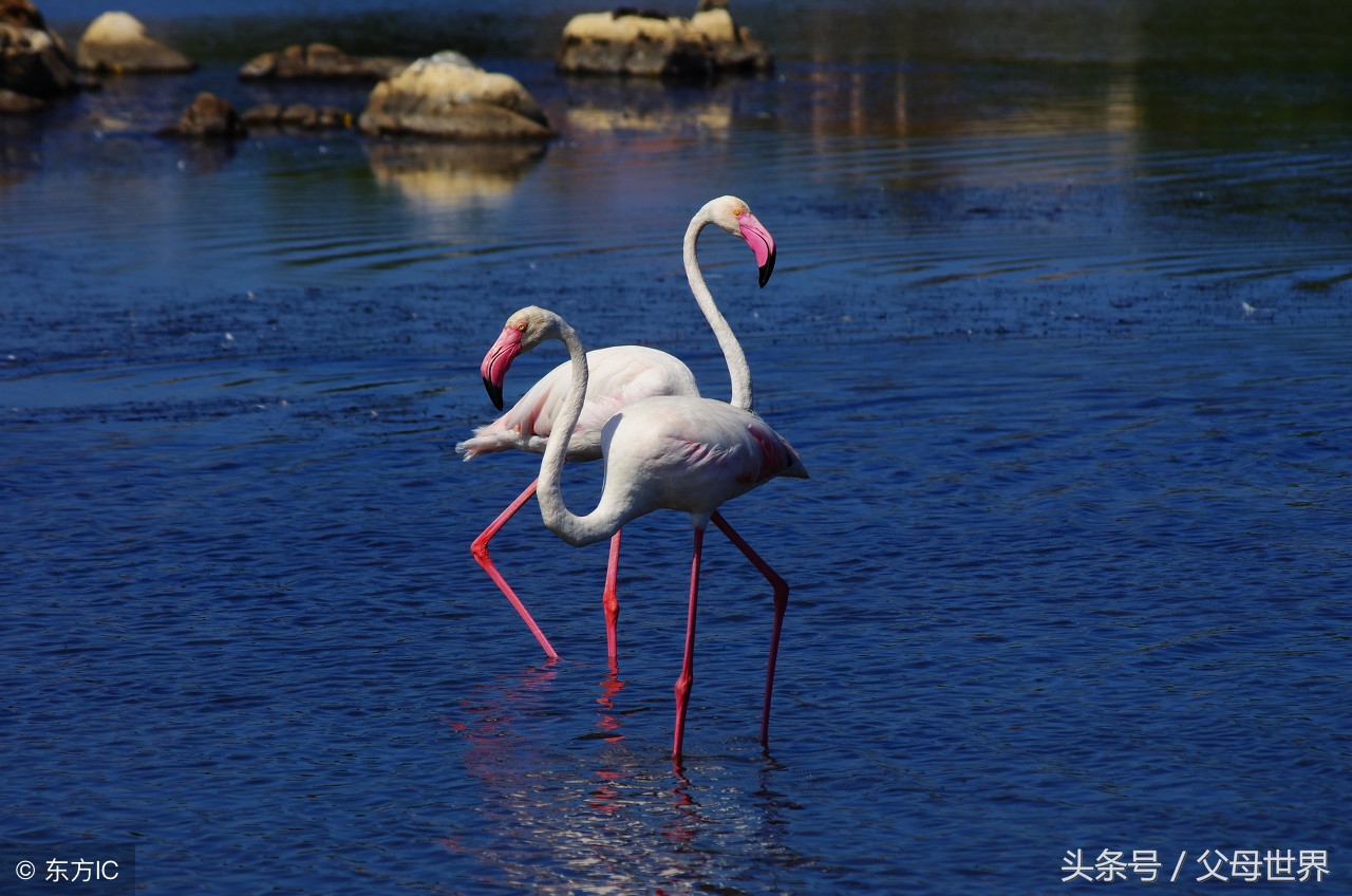 世界地球日，最适合孩子看的18部自然纪录片，趁周末，带娃看起来