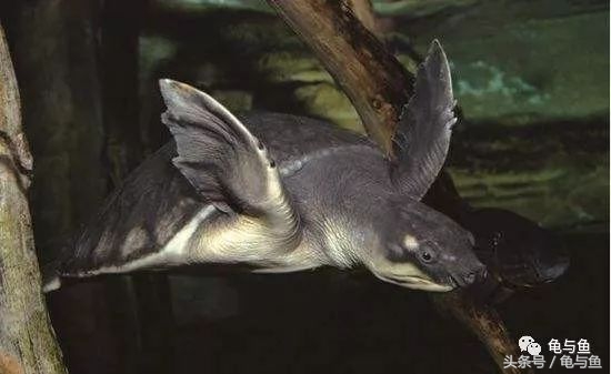 常见龟寿命,盘点最常见的龟它们的寿命是多少