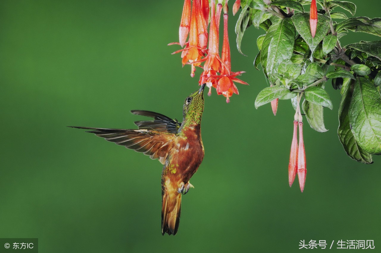 要想有出息凡事靠自己,要想有出息头上必须戴点绿