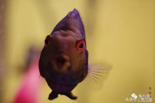 甩尾后的迷你鹦鹉鱼怎么饲养,迷你鹦鹉鱼的小鱼的饲养方法