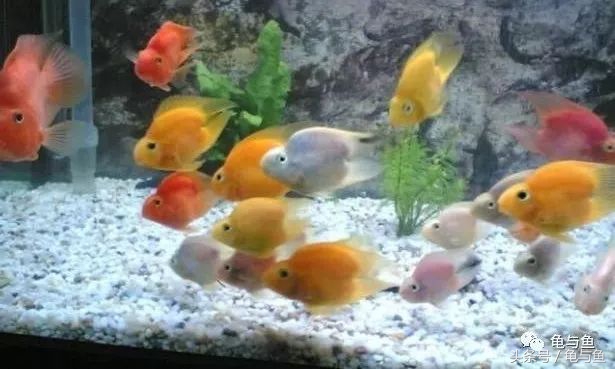 甩尾后的迷你鹦鹉鱼怎么饲养,迷你鹦鹉鱼的小鱼的饲养方法