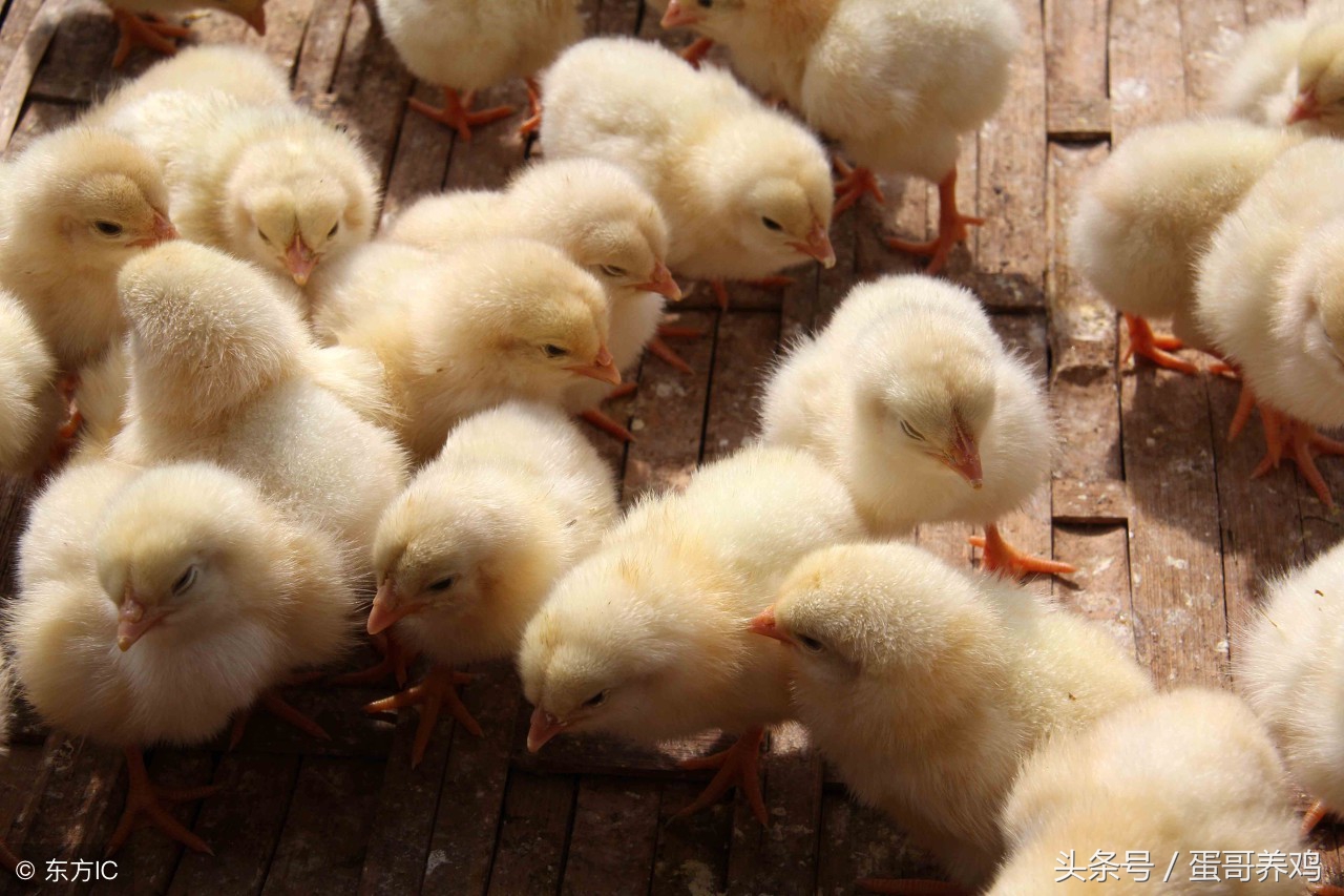 鸡不吃不喝怎么治疗,鸡病不吃东西是什么原因